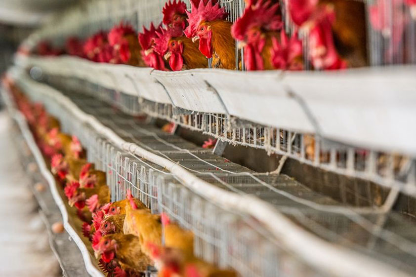 工業(yè)大風(fēng)扇在雞舍的應(yīng)用 養(yǎng)殖場(chǎng)大吊扇工程