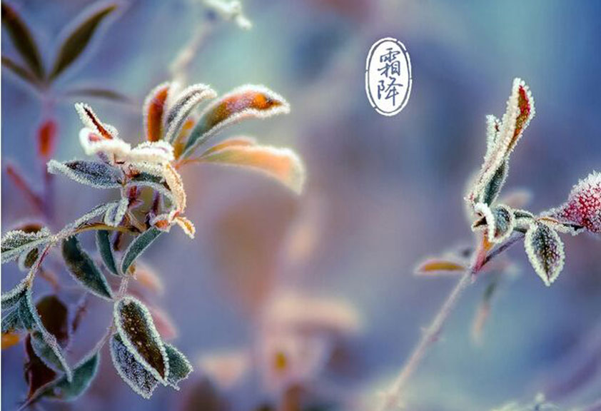  秋意濃、寒氣重、霜降至、重陽到